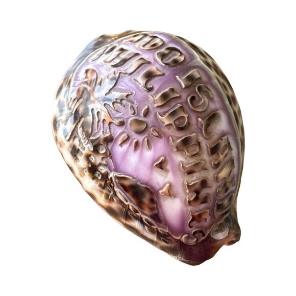 Engraved Seashell Souvenir - Picture 3 of 5